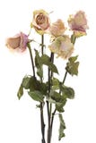 Boeket van droge rozen royalty-vrije stock afbeeldingen Boeket van droge rozen royalty-vrije stock afbeeldingen