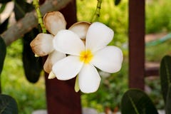 Boeket van het bloeien de witte bloemen van Plumeria of Frangipani- royalty-vrije stock foto's Boeket van het bloeien de witte bloemen van Plumeria of Frangipani- royalty-vrije stock foto's