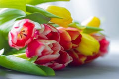 Boeket van multicolored tulpen op een grijze achtergrond stock foto's Boeket van multicolored tulpen op een grijze achtergrond stock foto's