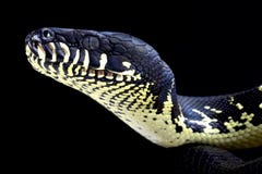 Boelen's python ( Morelia boeleni)