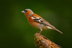 Bofink Fringillacoelebs, orange sångfågelsammanträde på den trevliga gröna lavträdfilialen med, liten fågel i naturskoghabi arkivbild Bofink Fringillacoelebs, orange sångfågelsammanträde på den trevliga gröna lavträdfilialen med, liten fågel i naturskoghabi arkivbild
