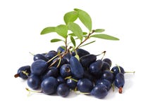 Bog Bilberry Bog Bilberry
