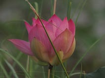 Bogen de brede bloemblaadjes van BZVlotus pink flower petals met een gericht uiteinde binnenwaarts aan de binnenkant royalty-vrije stock afbeelding Bogen de brede bloemblaadjes van BZVlotus pink flower petals met een gericht uiteinde binnenwaarts aan de binnenkant royalty-vrije stock afbeelding