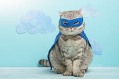 bohatera kot, Szkocki Whiskas z błękitną maską i peleryną Pojęcie bohater, super kot, lider zdjęcia royalty free bohatera kot, Szkocki Whiskas z błękitną maską i peleryną Pojęcie bohater, super kot, lider zdjęcia royalty free