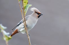 Bohemian Waxwing (Bombycilla garrulus) royalty free stock image Bohemian Waxwing (Bombycilla garrulus) royalty free stock image