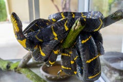 Boiga dendrophilamelanota royaltyfri foto Boiga dendrophilamelanota royaltyfri foto
