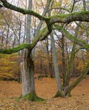 Bois d'automne photos stock Bois d'automne photos stock