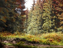 Bois de conte de fées dans des couleurs rouges, jaunes et vertes photos libres de droits Bois de conte de fées dans des couleurs rouges, jaunes et vertes photos libres de droits