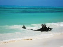 Bois de flottage dans l'océan bleu sur la plage de Jambiani, Zanzibar image libre de droits Bois de flottage dans l'océan bleu sur la plage de Jambiani, Zanzibar image libre de droits