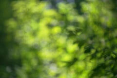 Bokeh juicy green leaves royalty free stock photography Bokeh juicy green leaves royalty free stock photography