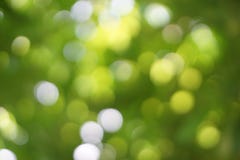 Bokeh van aardlicht onder boom stock foto's Bokeh van aardlicht onder boom stock foto's