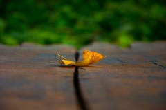 Bokeh упаденных лист стоковое фото rf Bokeh упаденных лист стоковое фото rf