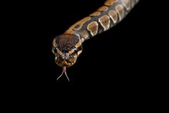 Bola o serpiente real del pitón en fondo negro aislado fotos de archivo Bola o serpiente real del pitón en fondo negro aislado fotos de archivo