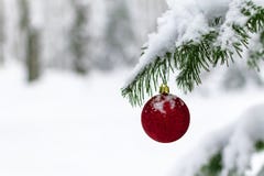Bola vermelha em uma árvore de Natal em uma floresta selvagem fotos de stock royalty free Bola vermelha em uma árvore de Natal em uma floresta selvagem fotos de stock royalty free