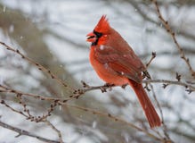 Bold red male Northern Cardinal during a snowfall
