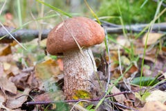 Boletus del arancio-cappuccio del fungo nella foresta, nell'erba immagine stock Boletus del arancio-cappuccio del fungo nella foresta, nell'erba immagine stock