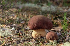 Boletus mit zwei wachsen der schöne kleine Pilzen, der, bekannt als Herrenpilz essbar ist, in einem moning Wald bei Sonnenaufgan lizenzfreie stockbilder Boletus mit zwei wachsen der schöne kleine Pilzen, der, bekannt als Herrenpilz essbar ist, in einem moning Wald bei Sonnenaufgan lizenzfreie stockbilder
