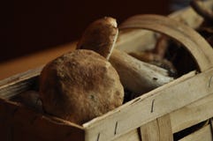 Boletus Εδώδιμα μανιτάρια που βρίσκονται σε ένα καλάθι, Lubyanka Ξεφύτρωμα στοκ εικόνες Boletus Εδώδιμα μανιτάρια που βρίσκονται σε ένα καλάθι, Lubyanka Ξεφύτρωμα στοκ εικόνες