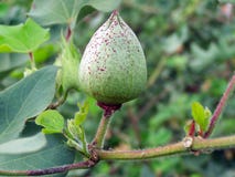 bollbomull arkivbilder bollbomull arkivbilder