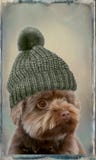 Bolonka with bobble hat