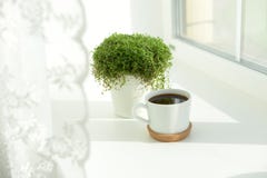 bom dia, xícara de café pela janela, planta verde fotos de stock royalty free bom dia, xícara de café pela janela, planta verde fotos de stock royalty free