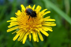 Bombo che si siede su un primo piano giallo del fiore del dente di leone con un fondo vago fotografie stock libere da diritti Bombo che si siede su un primo piano giallo del fiore del dente di leone con un fondo vago fotografie stock libere da diritti