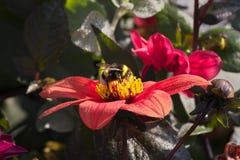 Bombo che si siede sul fiore rosso luminoso della dalia con le gocce di acqua sui petali un giorno soleggiato caldo immagini stock libere da diritti Bombo che si siede sul fiore rosso luminoso della dalia con le gocce di acqua sui petali un giorno soleggiato caldo immagini stock libere da diritti