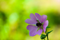 Bombo su un fiore immagini stock libere da diritti Bombo su un fiore immagini stock libere da diritti