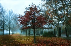 Bomen in de herfst een mistige dag in het park stock foto Bomen in de herfst een mistige dag in het park stock foto