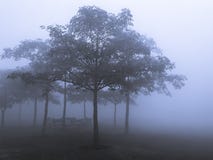 Bomen en takken in mistig weer stock afbeelding Bomen en takken in mistig weer stock afbeelding
