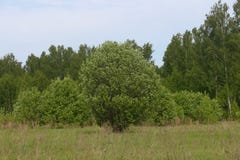 Bomen op de rand van een gebied onder een duidelijke blauwe hemel stock afbeeldingen Bomen op de rand van een gebied onder een duidelijke blauwe hemel stock afbeeldingen