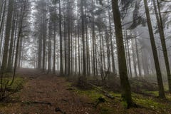 Bomen van de beeld de lange pijnboom en een weg vanuit een lager perspectief in het bos royalty-vrije stock afbeeldingen Bomen van de beeld de lange pijnboom en een weg vanuit een lager perspectief in het bos royalty-vrije stock afbeeldingen