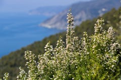 Bonassola, near Cinque Terre, Liguria. Bush of Erica Arborea with the background of the sea of the Five Lands royalty free stock photo Bonassola, near Cinque Terre, Liguria. Bush of Erica Arborea with the background of the sea of the Five Lands royalty free stock photo
