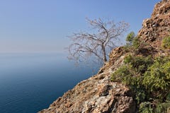 Bonassola, près de Cinque Terre Un petit arbre soutenu sur la falaise images libres de droits Bonassola, près de Cinque Terre Un petit arbre soutenu sur la falaise images libres de droits