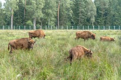 Bonasus europeo n del iBison de los bisontes su hábitat natural foto de archivo libre de regalías Bonasus europeo n del iBison de los bisontes su hábitat natural foto de archivo libre de regalías