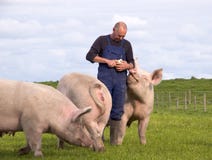 bondepigs royaltyfri fotografi bondepigs royaltyfri fotografi