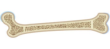 Bone Anatomy Labeled Diagram Stock Vector - Illustration of humerus