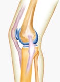 Bone knee