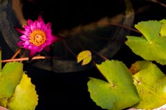 Bonito waterlily ou flor de l?tus imagem de stock Bonito waterlily ou flor de l?tus imagem de stock