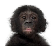 Bonobo van de baby, Panpaniscus, 4 maanden oud stock foto Bonobo van de baby, Panpaniscus, 4 maanden oud stock foto