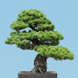 bonsai biel japoński sosnowy Obrazy Stock bonsai biel japoński sosnowy Obrazy Stock