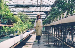 Bonsai szklarni centrum rzędy z małymi drzewami Obraz Stock Bonsai szklarni centrum rzędy z małymi drzewami Obraz Stock