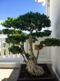 Bonsai tree stock images Bonsai tree stock images