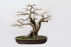bonsaihackberry royaltyfri bild bonsaihackberry royaltyfri bild