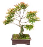 bonsaikinestree royaltyfri bild bonsaikinestree royaltyfri bild