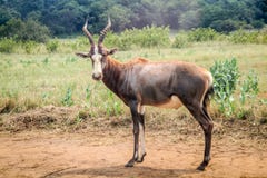 Bontebok gra główna rolę przy kamerą obrazy royalty free Bontebok gra główna rolę przy kamerą obrazy royalty free