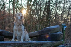 Boom brancheover rivier in de winter stock foto Boom brancheover rivier in de winter stock foto