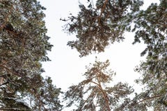 Boomtak met zware sneeuw wordt behandeld die stock fotografie Boomtak met zware sneeuw wordt behandeld die stock fotografie