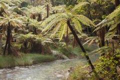 Boomvarens die dichtbij rivier in Rotorua groeien stock afbeelding Boomvarens die dichtbij rivier in Rotorua groeien stock afbeelding