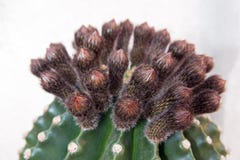 Boquet of Barrel Cactus Flower Buds in the early morning in Riverside California royalty free stock photo Boquet of Barrel Cactus Flower Buds in the early morning in Riverside California royalty free stock photo